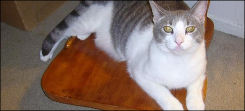 He's pleading at you with his eyes to help him. He's pleading at you with his eyes to help him.